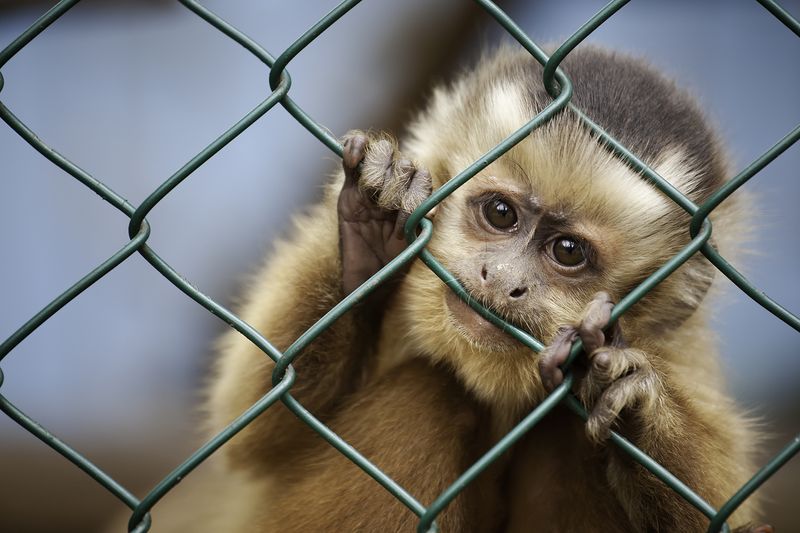 Illegal Exotic Pet Enclosures