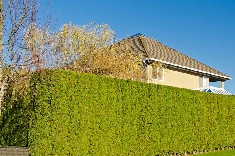 Hedge Mazes or Overgrown Hedges