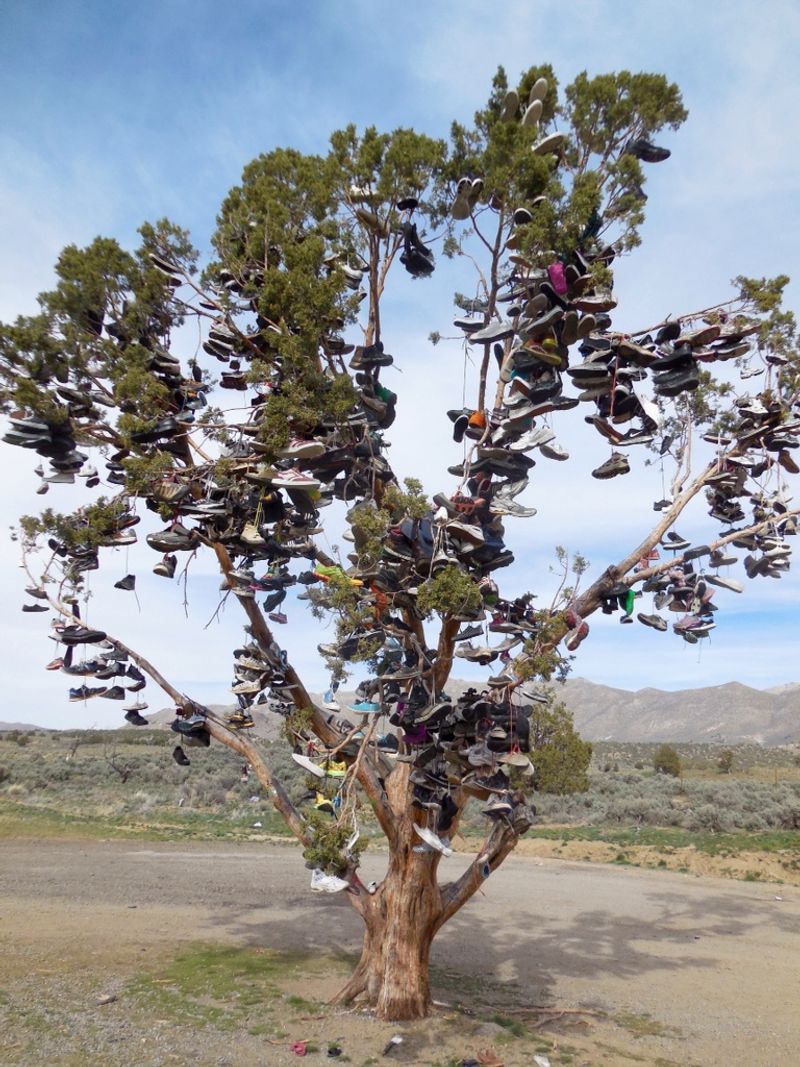 The Shoe Tree