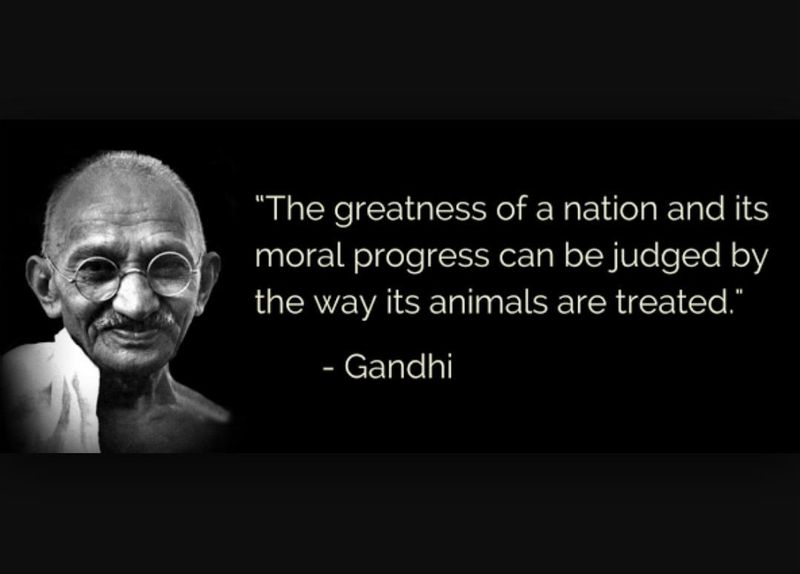 The greatness of a nation and its moral progress can be judged by the way its animals are treated.