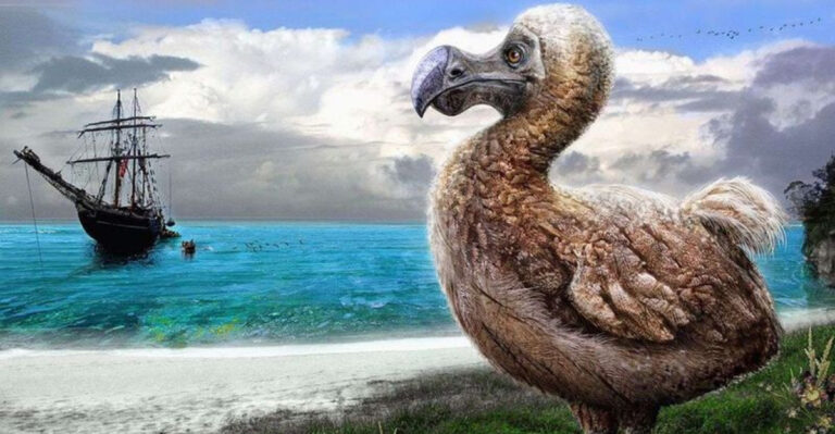 13 Reasons the Dodo Went Extinct—What Scientists Just Discovered