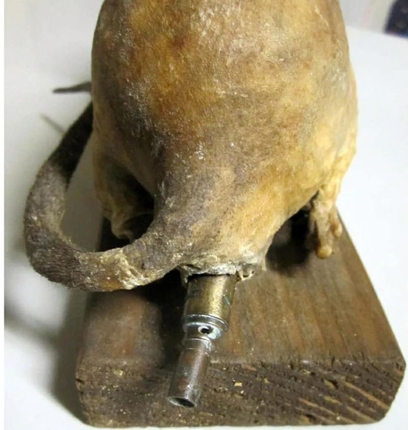 Rat Bombs