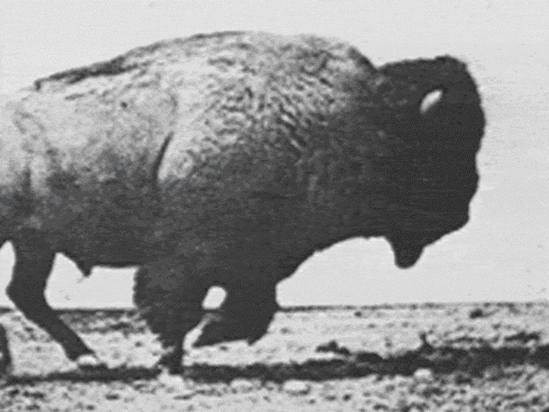 Destruction of the Buffalo Economy