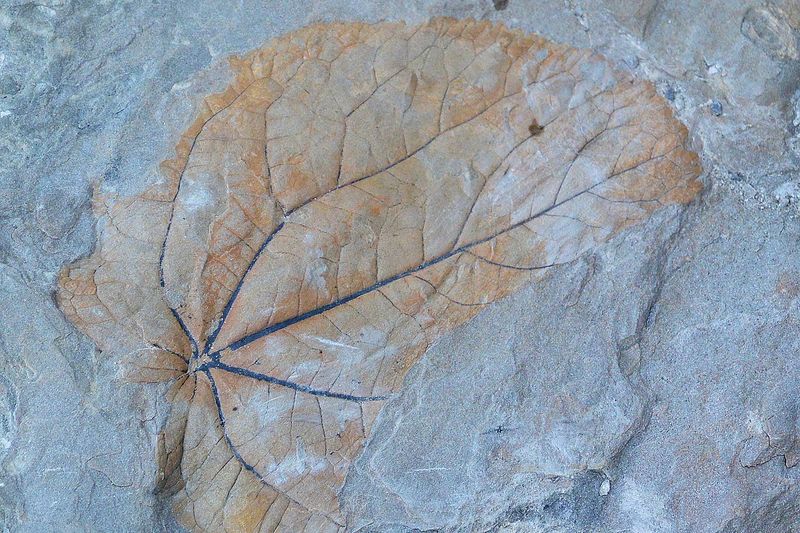 Leaf Imprints
