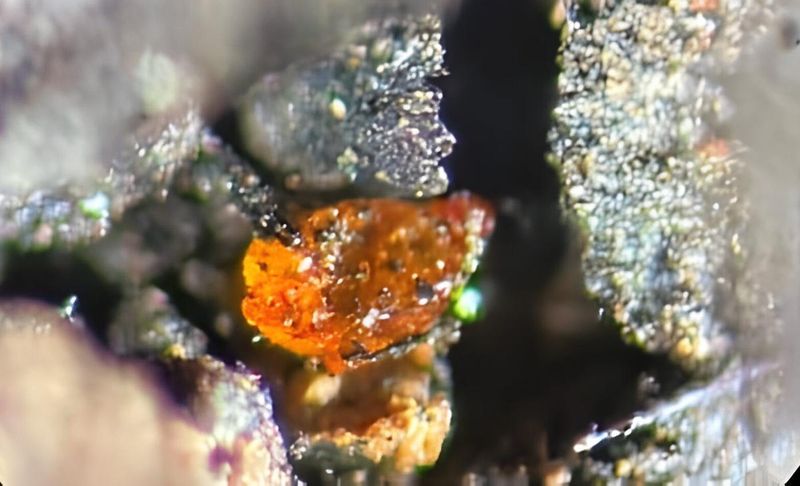 Pollen Fossils