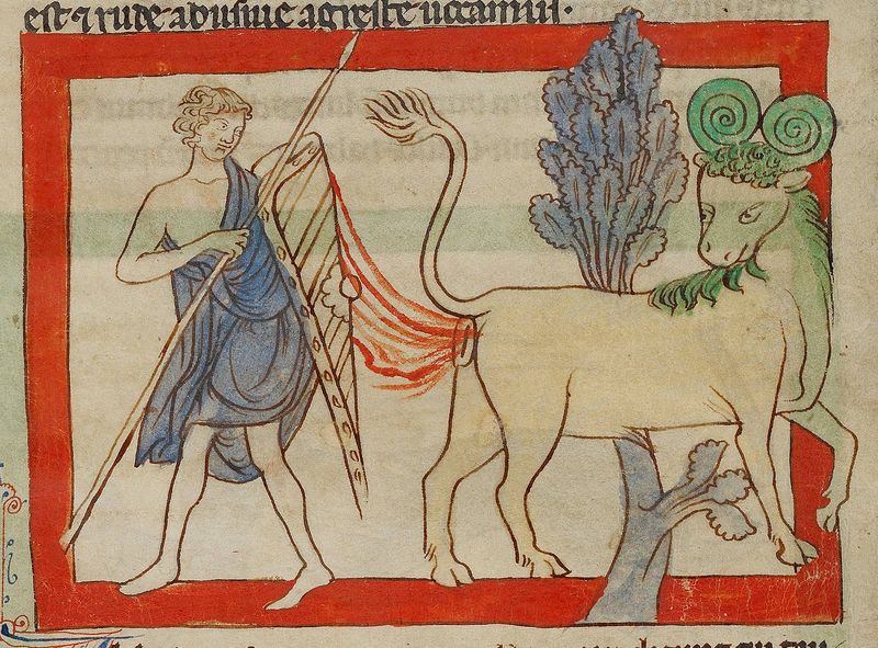 Bonnacon (Bonacon)