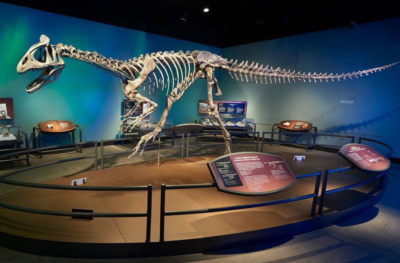 Dinosaur Fossils