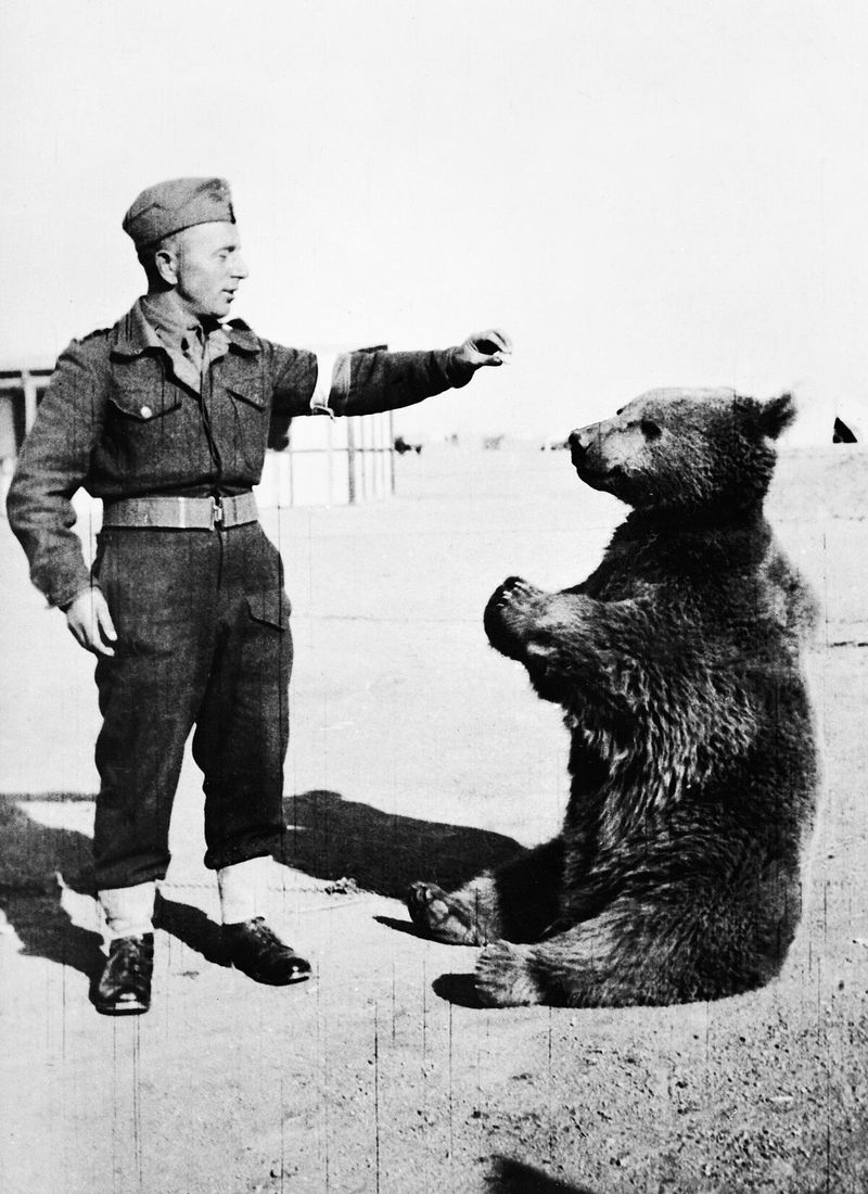 Wojtek the Soldier Bear