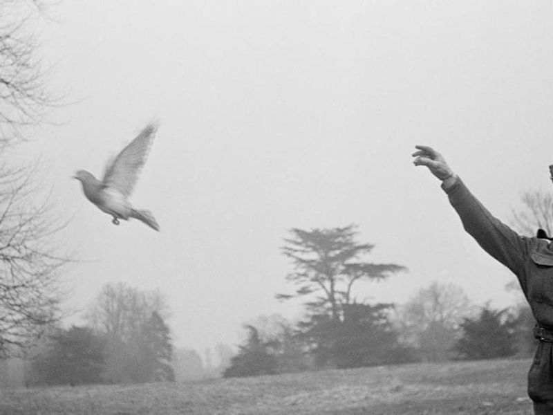 Secret Use of Pigeons