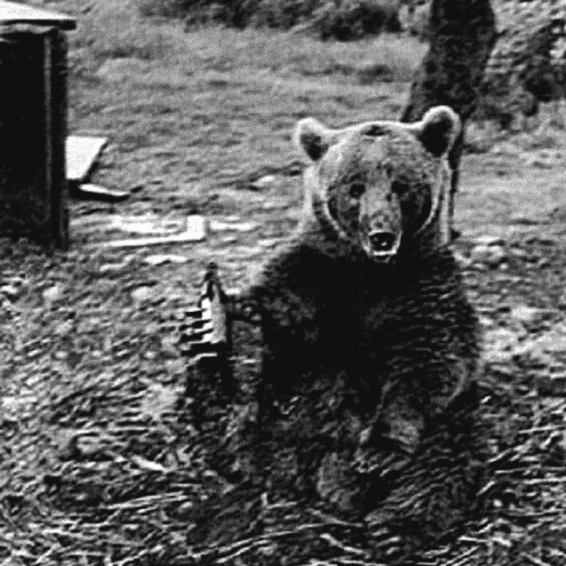 Polish Bear Soldier: Wojtek