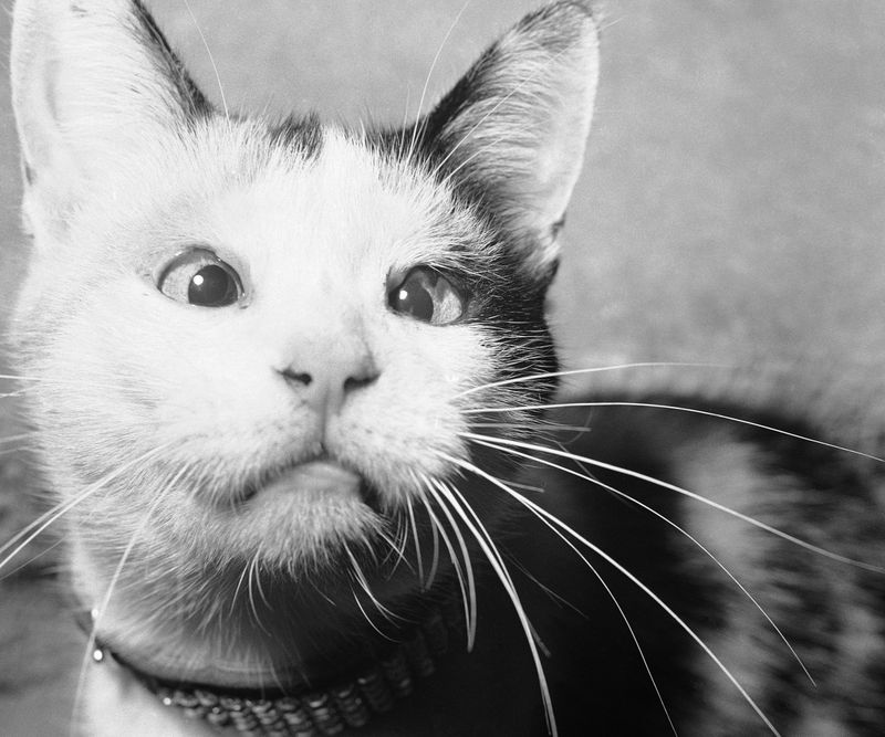 The U.S. Once Planned to Spy on the Soviets With Cats