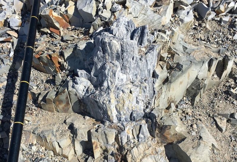Fossilized Tree Trunks