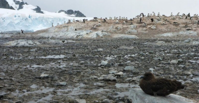 When Antarctica Was a Rainforest: 7 Clues That Rewrite History