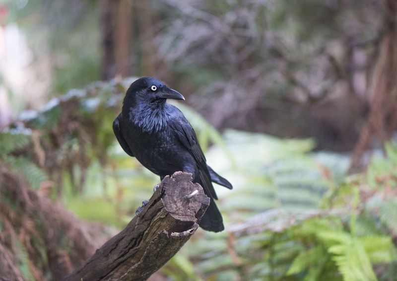 Birds as Harbingers of Death