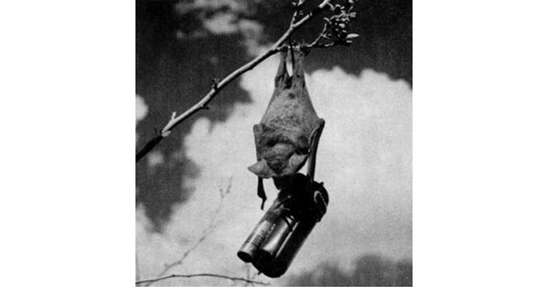 The Bat Bomb