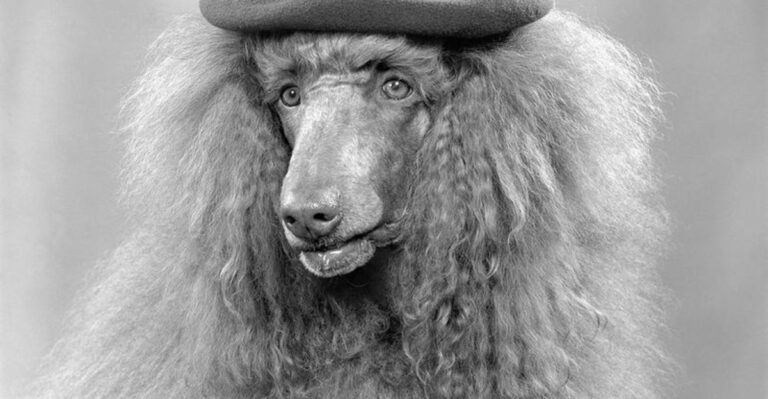 10 Dog Breeds Everyone Wanted in the 1970s