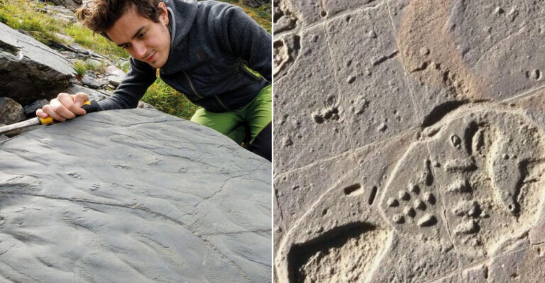 10 Mind-Blowing Facts About the 280-Million-Year-Old Ecosystem a Hiker Just Discovered