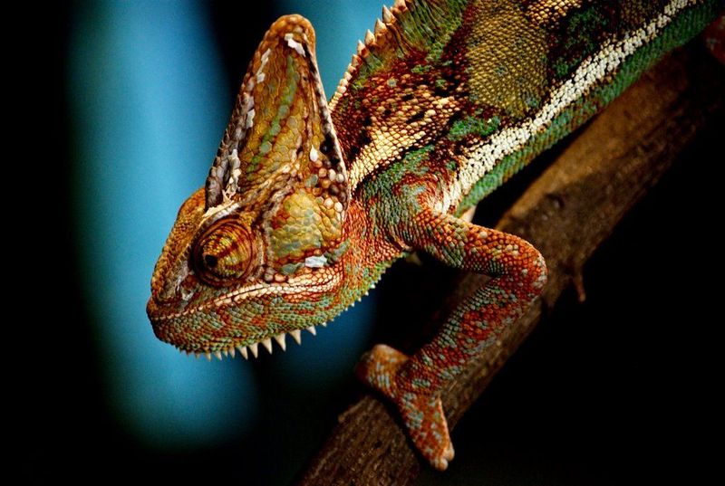 Chameleons Change Color to Match Their Surroundings