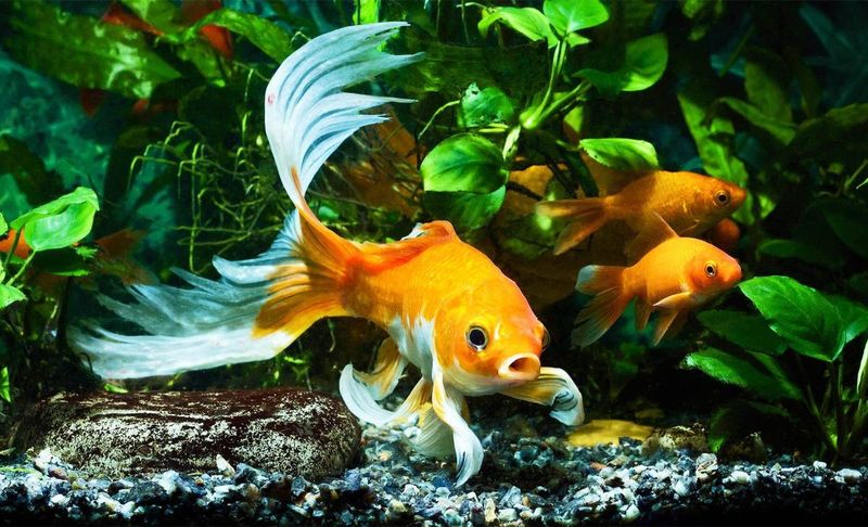 Goldfish Have a Three-Second Memory