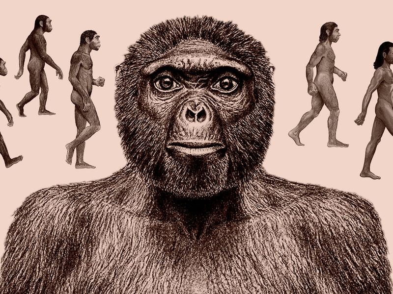 Humans Evolved from Apes