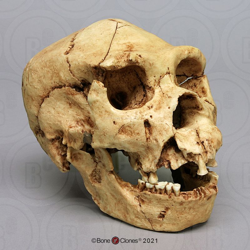 Homo heidelbergensis