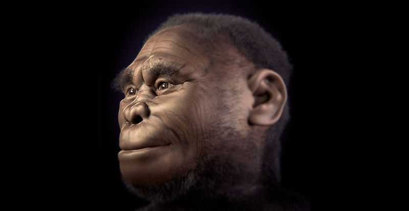 Homo floresiensis