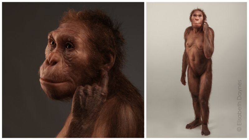 Australopithecus sediba