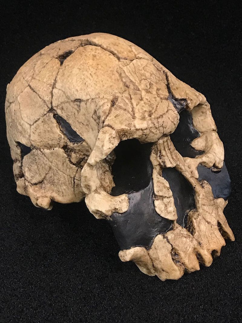Homo rudolfensis