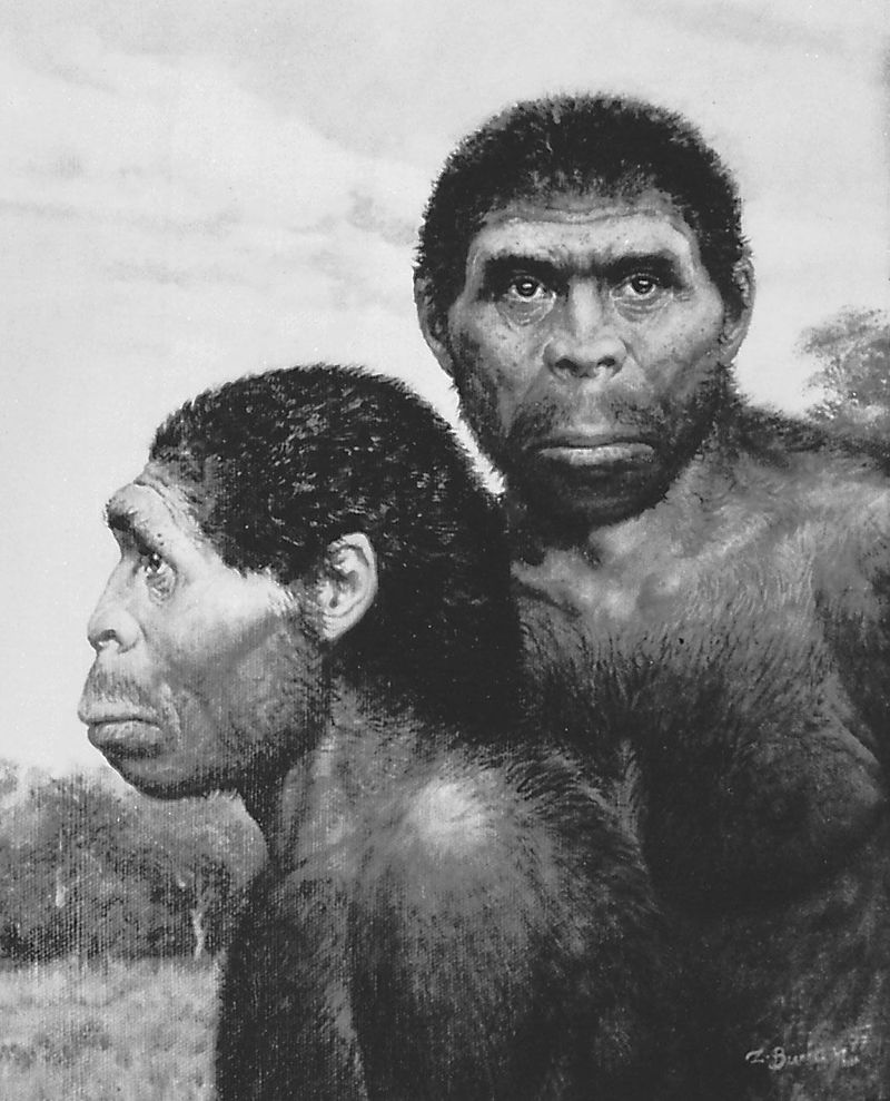 Homo erectus