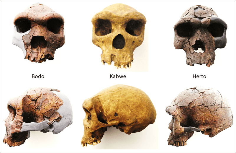 Archaic Homo sapiens