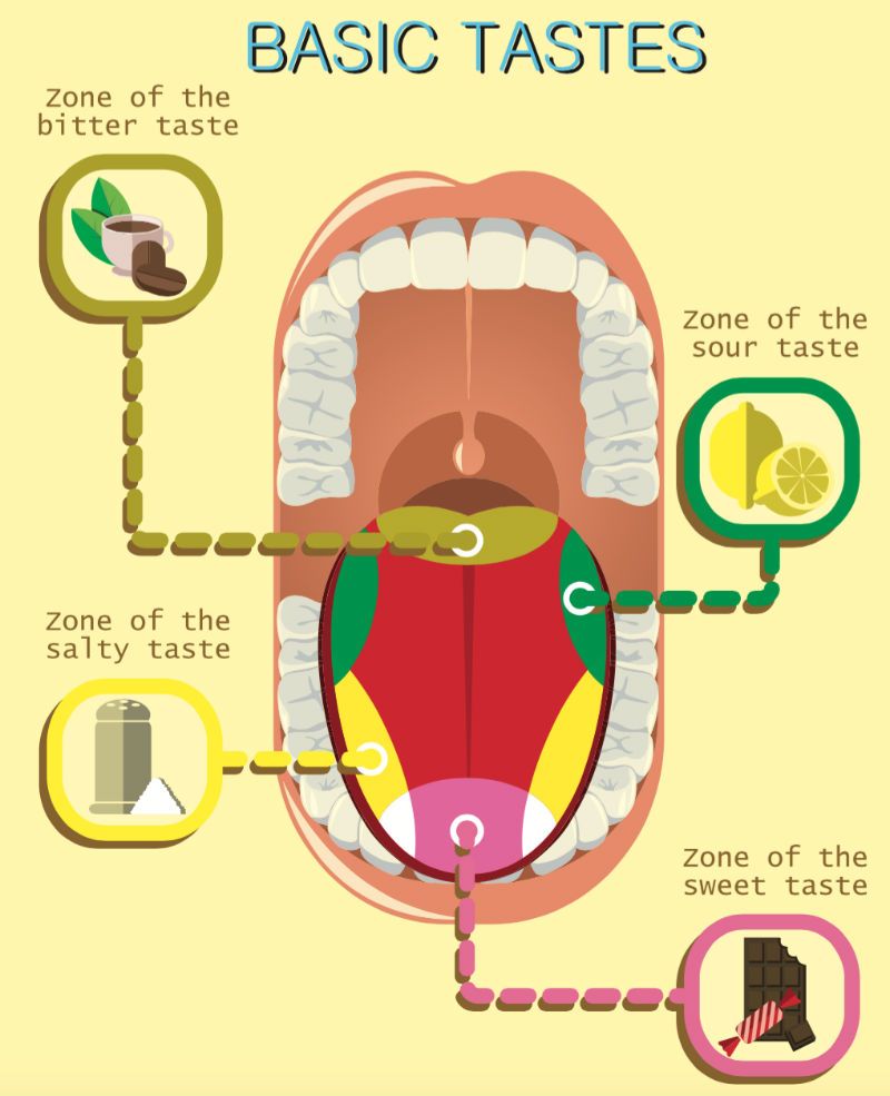 The Tongue Has Specific “Taste Zones”