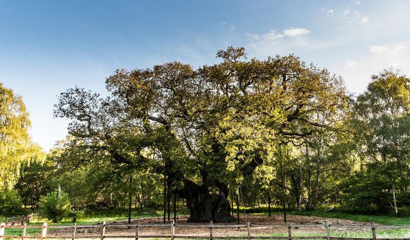 Sherwood Forest Still Stands Today