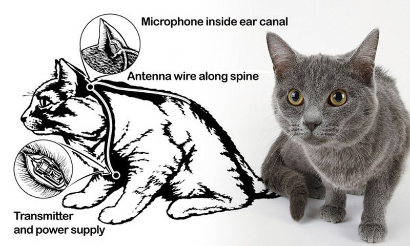 Operation Acoustic Kitty