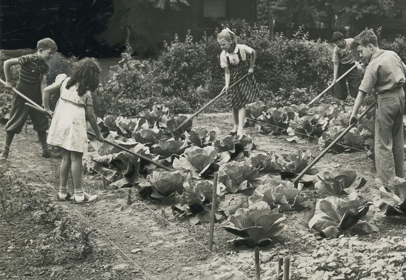 Victory Gardens Sprouted Everywhere