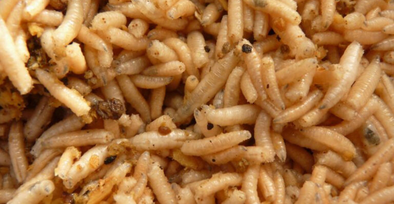 Revolutionary War Foods You’d Never Eat Today