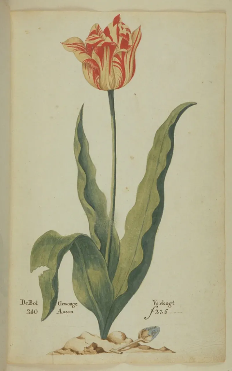 Manhattan's Forgotten Tulip Craze