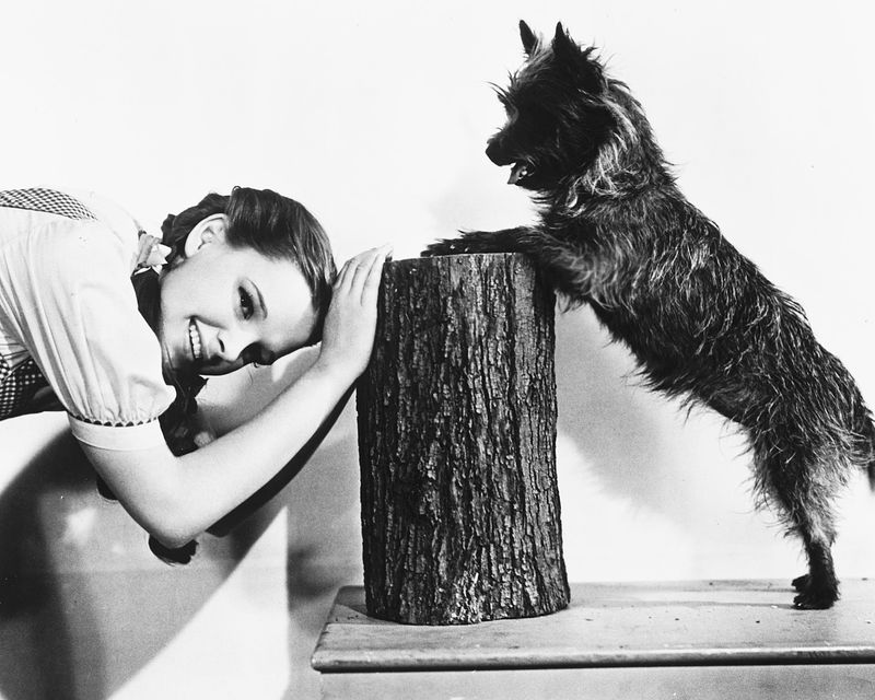 Toto's Surprising Star Status