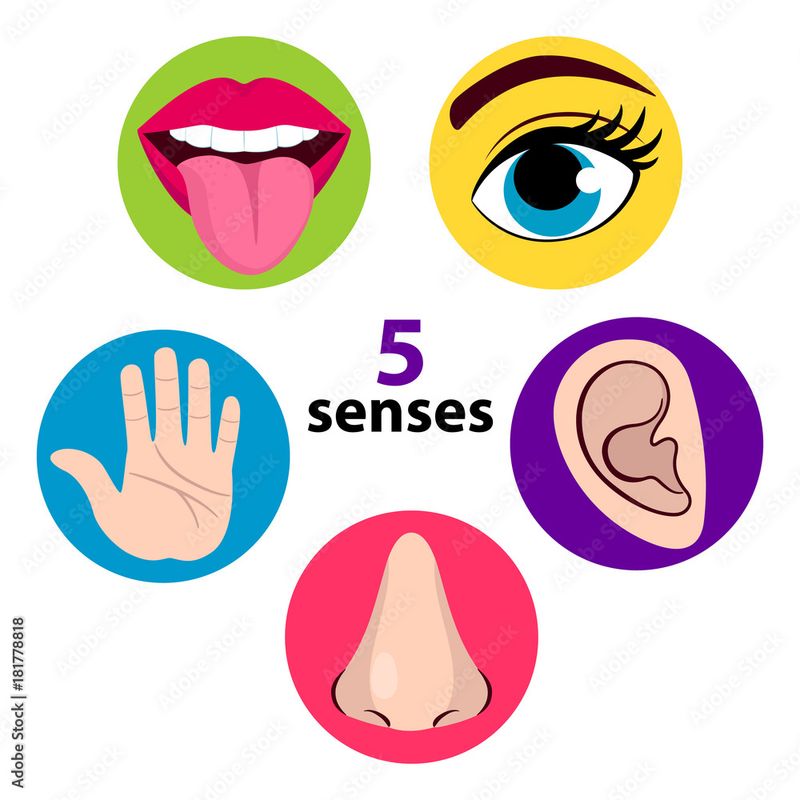 Humans Have Only Five Senses