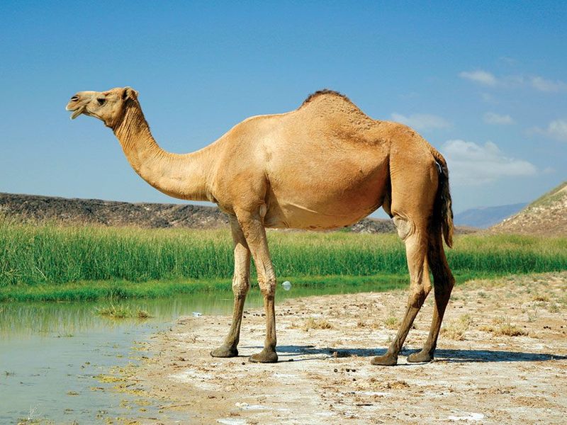 Camels Store Water in Their Humps