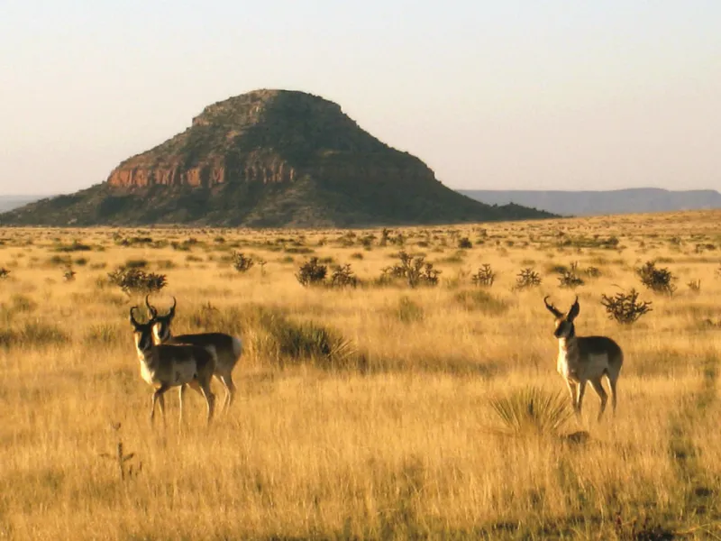 Bell Ranch – New Mexico