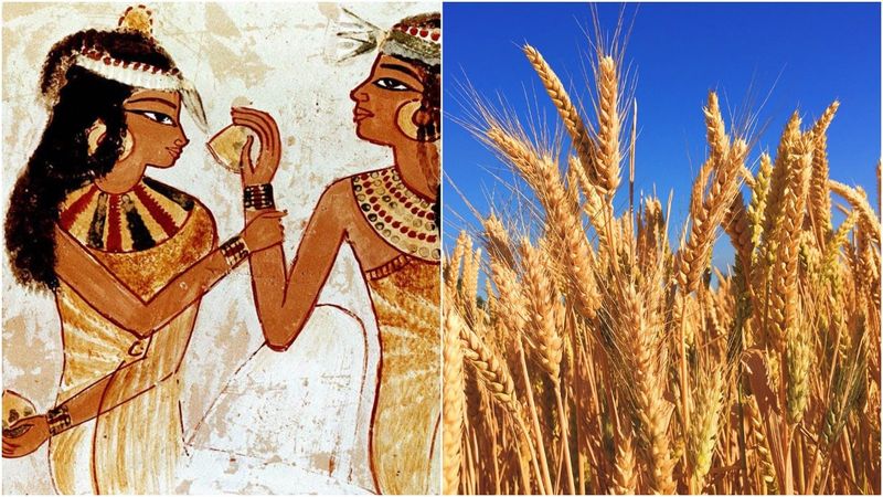 Wheat and Barley Sprouting Test – Ancient Egypt (c. 1350 BCE)