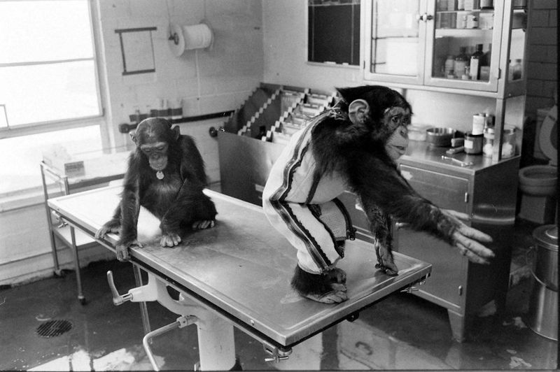 11. The Soviets Sent Dogs, the U.S. Sent Chimps