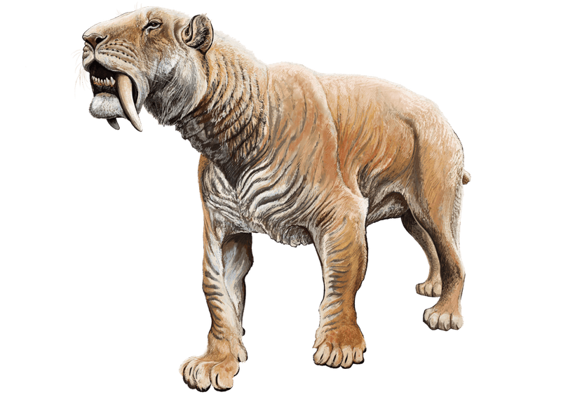 Smilodon: The Iconic Saber-Toothed Killer