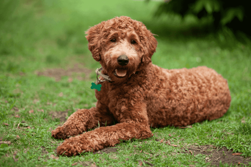 Labradoodle (1989)
