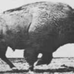 15 Tragedies from the Wild West Era