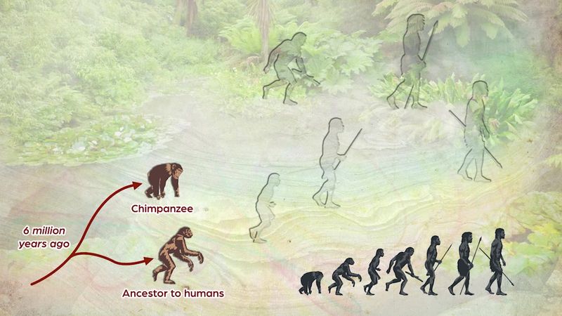 Humans and Chimps Share a Common Ancestor