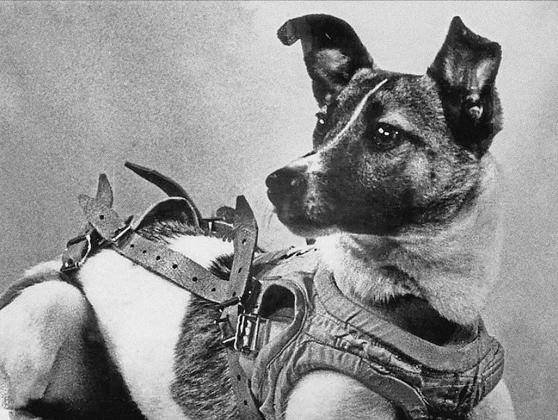10. He Wasn’t the First Animal in Space