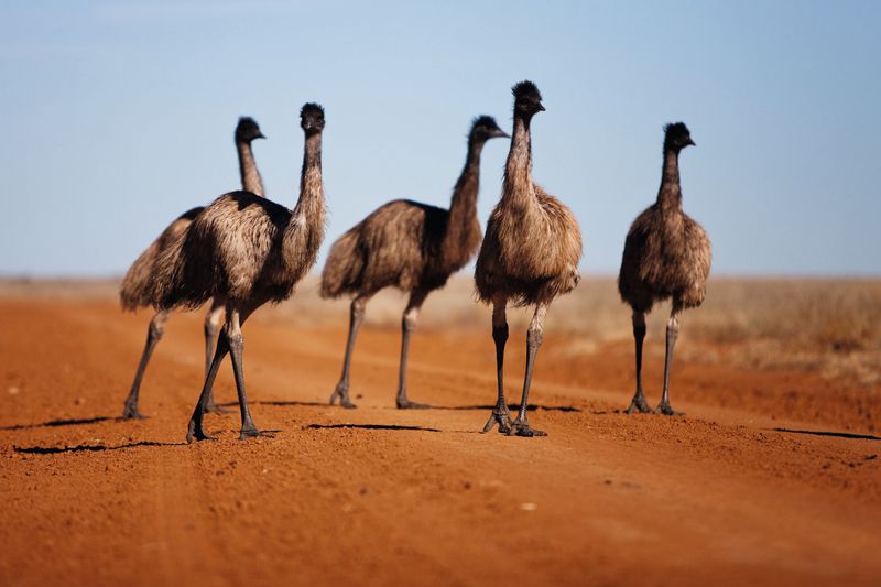 The Great Emu War of Australia