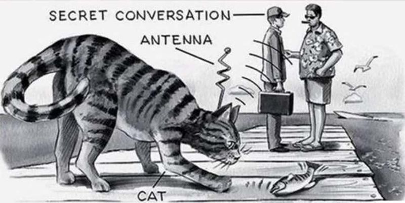 The CIA Tried to Spy on the Kremlin Using Cats