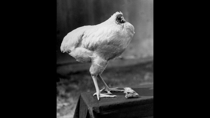 A Chicken Lived for 18 Months Without a Head